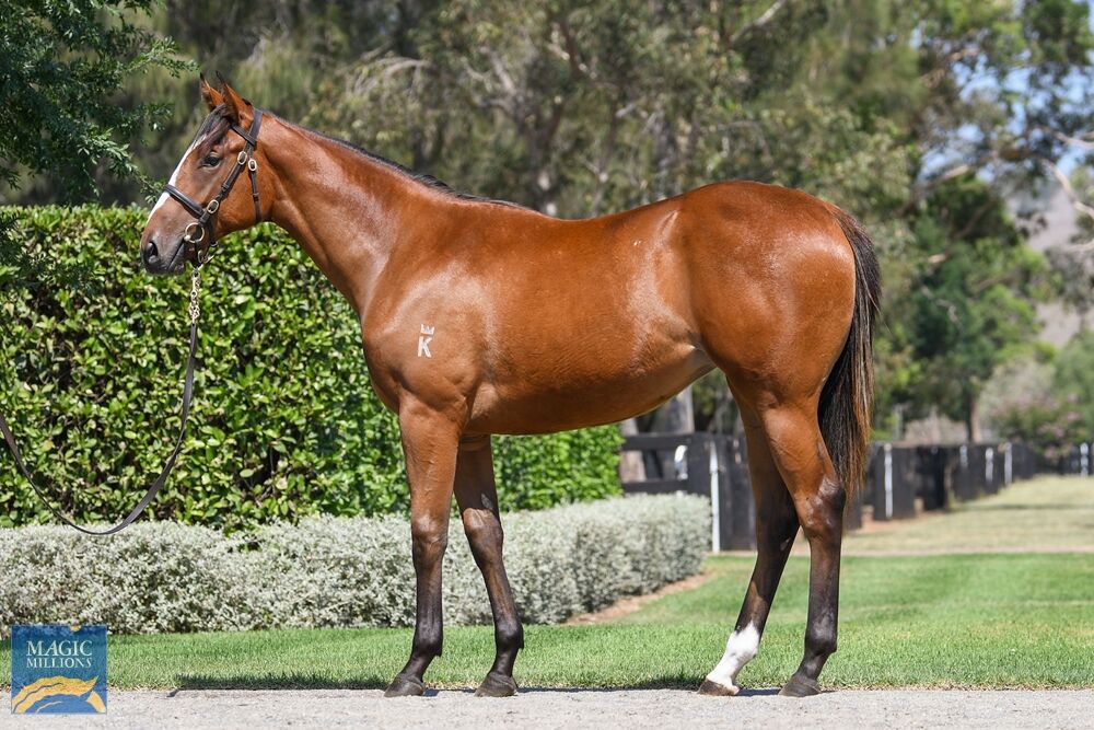 Apocalyptic pictured as a yearling